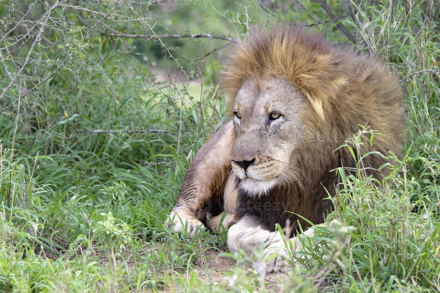 porträtt av en manlig lejon, panthera leo, kwazulu natal provins, söder afrika foto