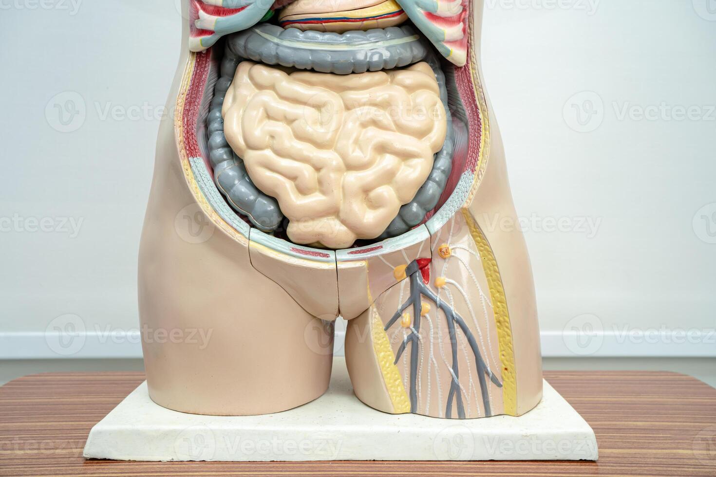 mänsklig penis med inälvor i kvinna kropp modell anatomi för medicinsk Träning kurs, undervisning medicin utbildning. foto