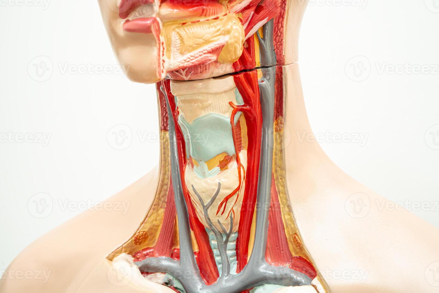 de hals, svalg och struphuvud modell anatomi för medicinsk Träning kurs, undervisning medicin utbildning. foto
