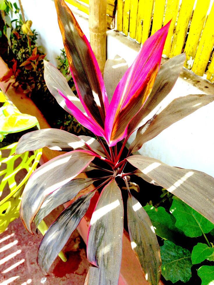en växt med rosa och grön löv i en pott foto