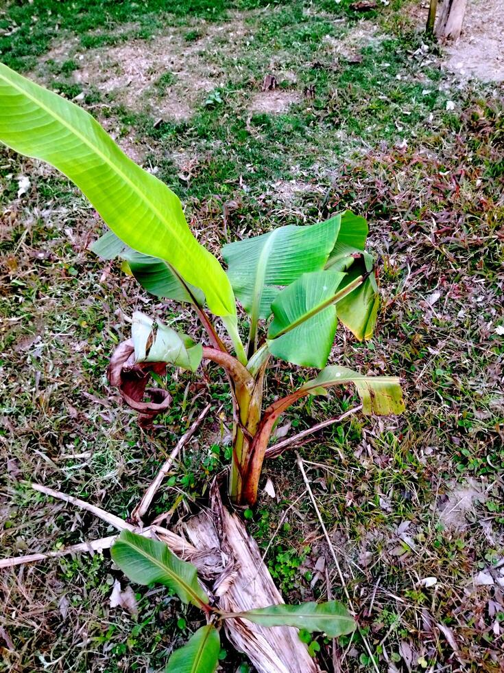 en banan träd med en knippa av bananer växande på den foto