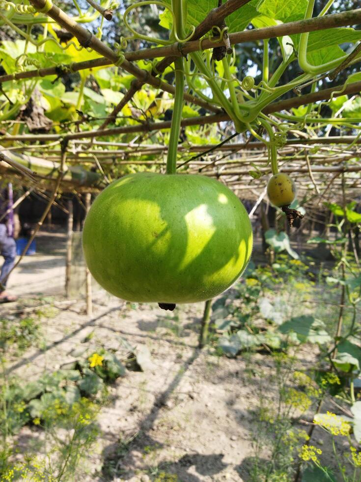 en grön frukt hängande från en träd i en trädgård foto