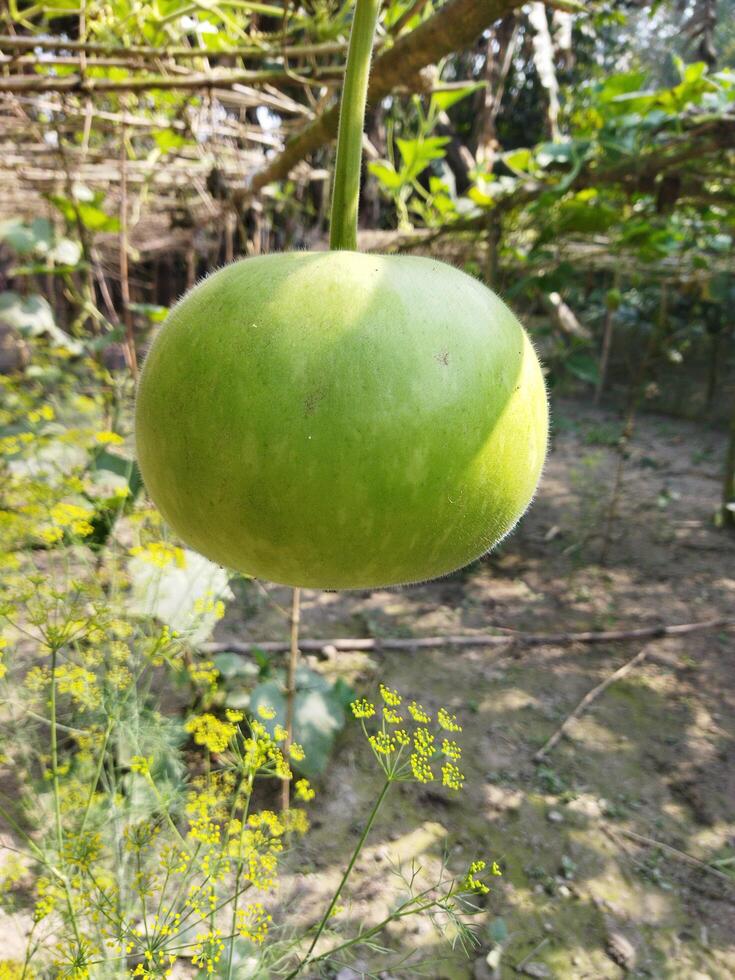 en grön frukt hängande från en träd i en trädgård foto