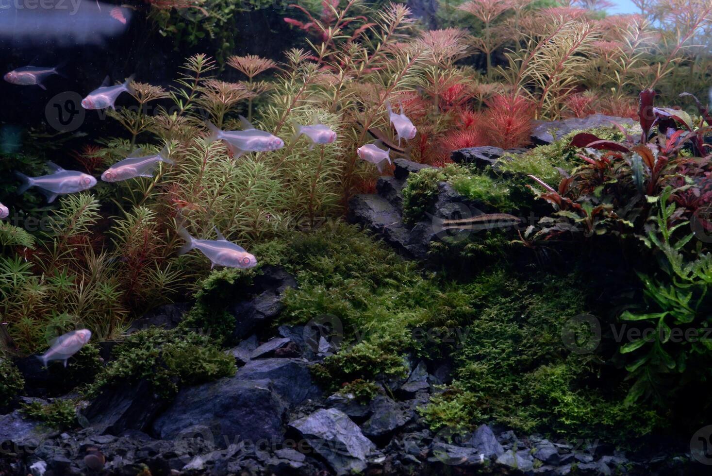 ordna de fisk tank in i en skön skog med vit fisk foto