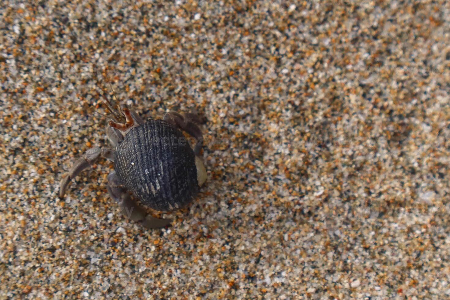 brachyura djur- på de strand på sand med Plats för text foto