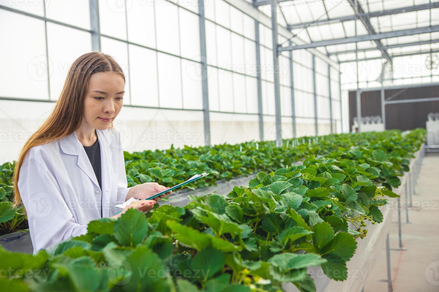 lantbruk forskare i växthus organisk jordgubb bruka för växt forskning smart arbetssätt kvinna. foto