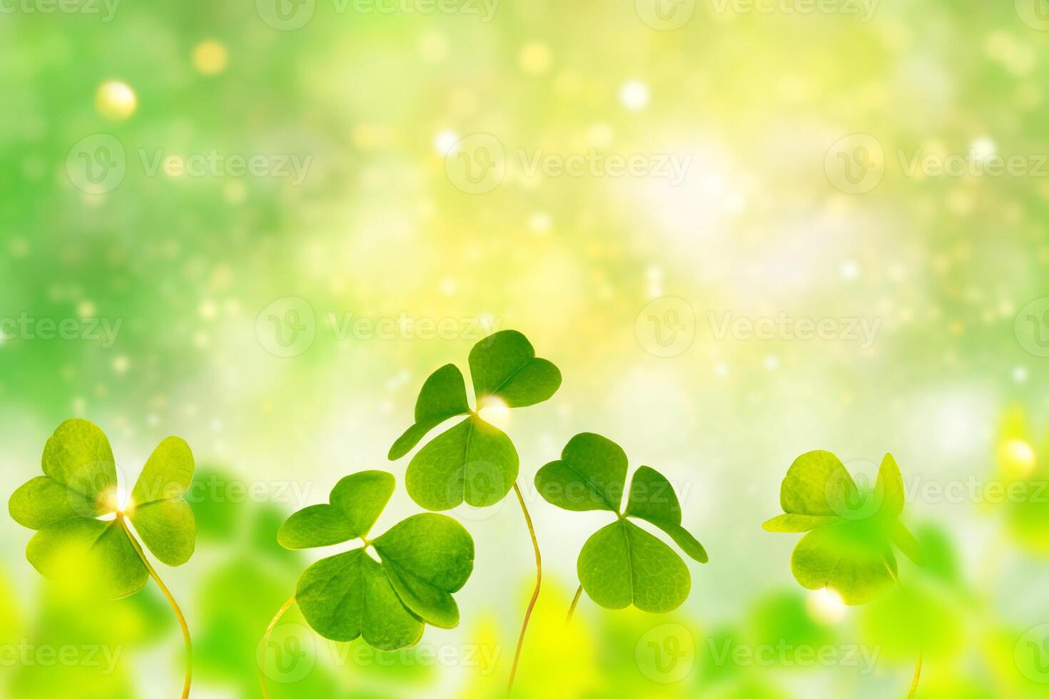 gröna klöver blad på en bakgrund sommar landskap. St Patricks Day foto