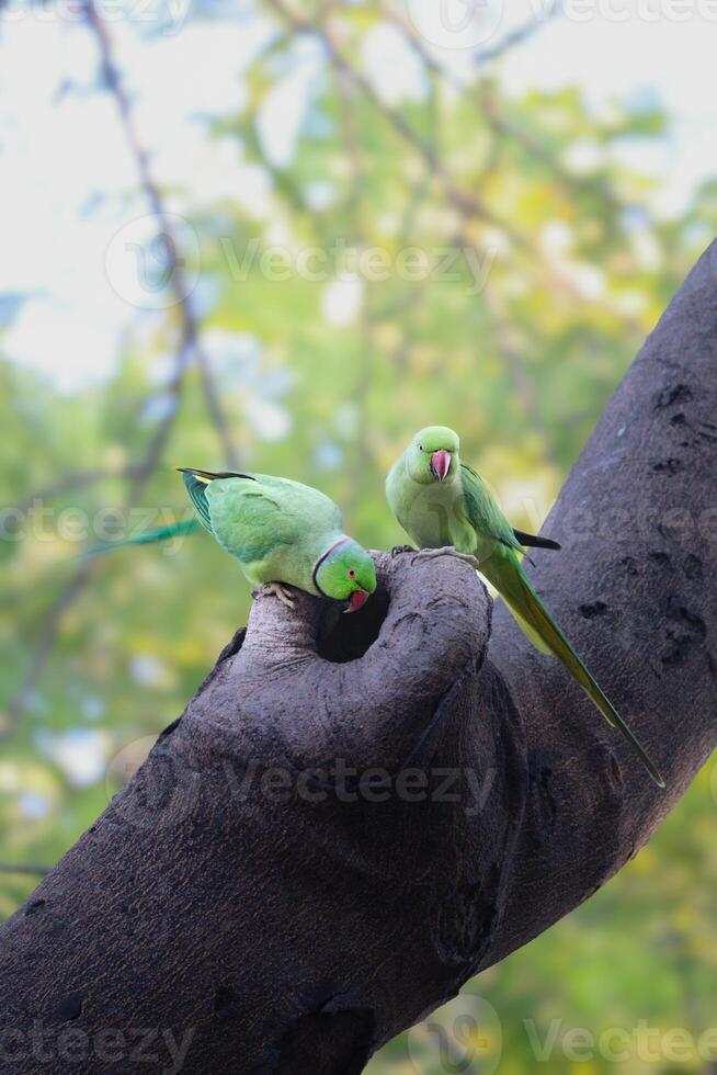 rödringad papegoja par är uppflugen på ett gammal, död- träd gren sökande för bo foto