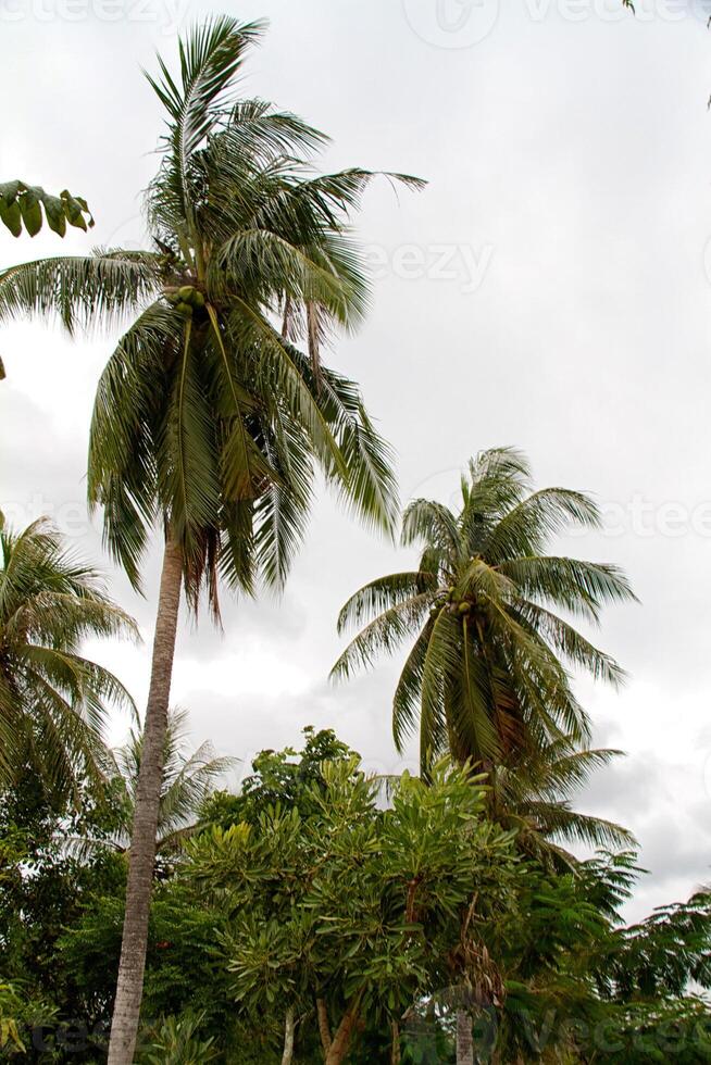 palm på södra Thailand foto