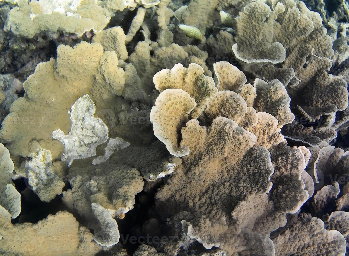 under vattnet Foto av blek koraller med fisk på de maldiverna.