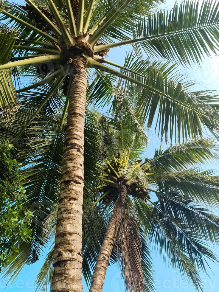 tropisk handflatan träd mot de djup blå himmel av de maldiverna. foto