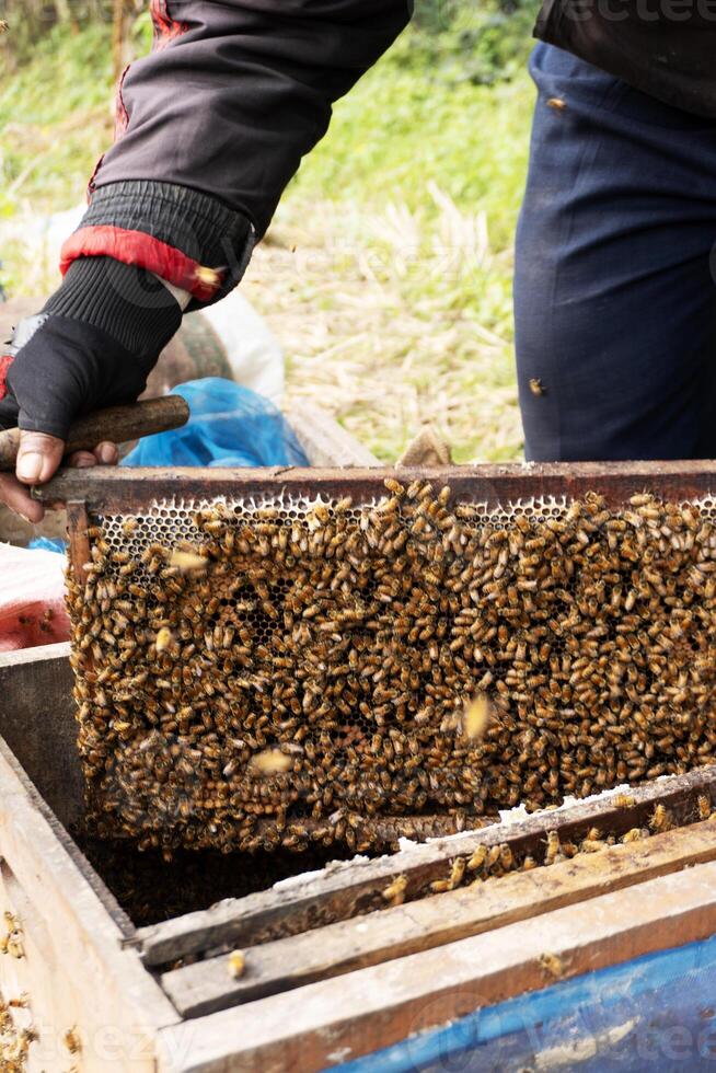 jordbrukare innehav bikupa ram med vaxkaka och bin. foto