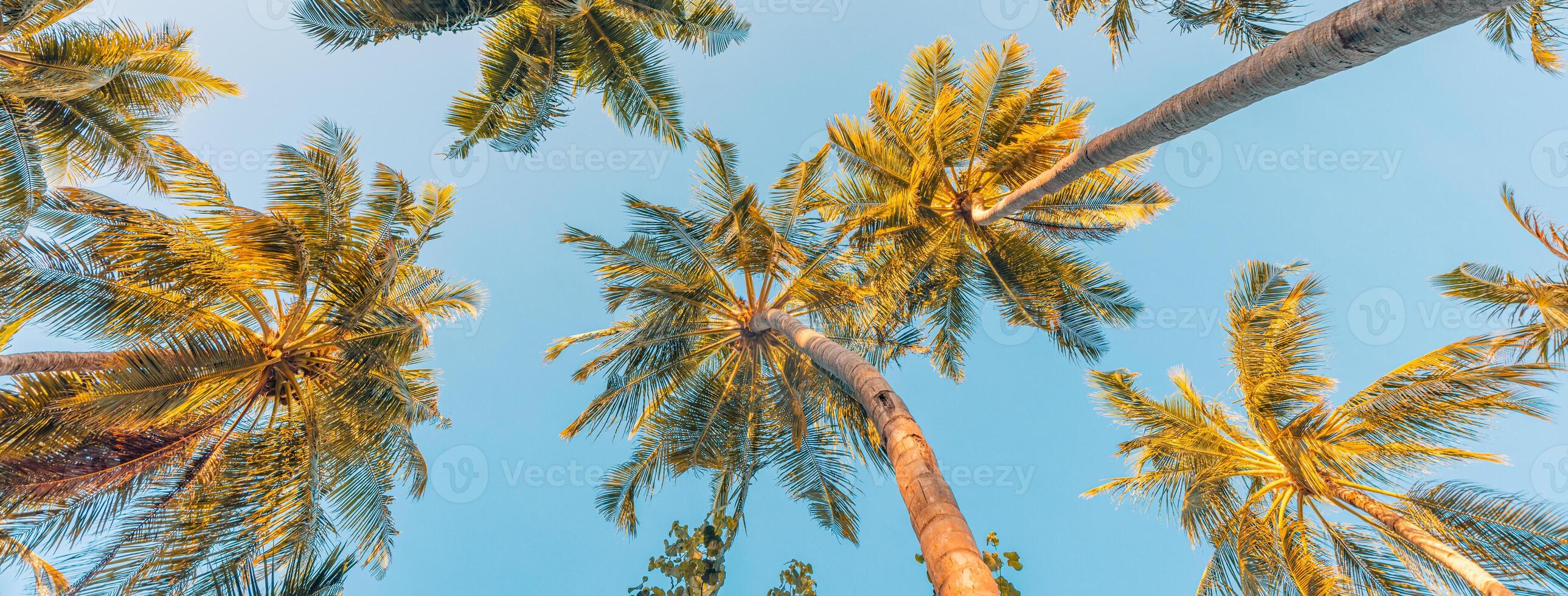 sommar semester baner. romantisk vibrafon av tropisk handflatan träd solljus på himmel bakgrund. utomhus- solnedgång exotisk lövverk närbild natur landskap. kokos handflatan träd lysande Sol över ljus himmel panorama foto