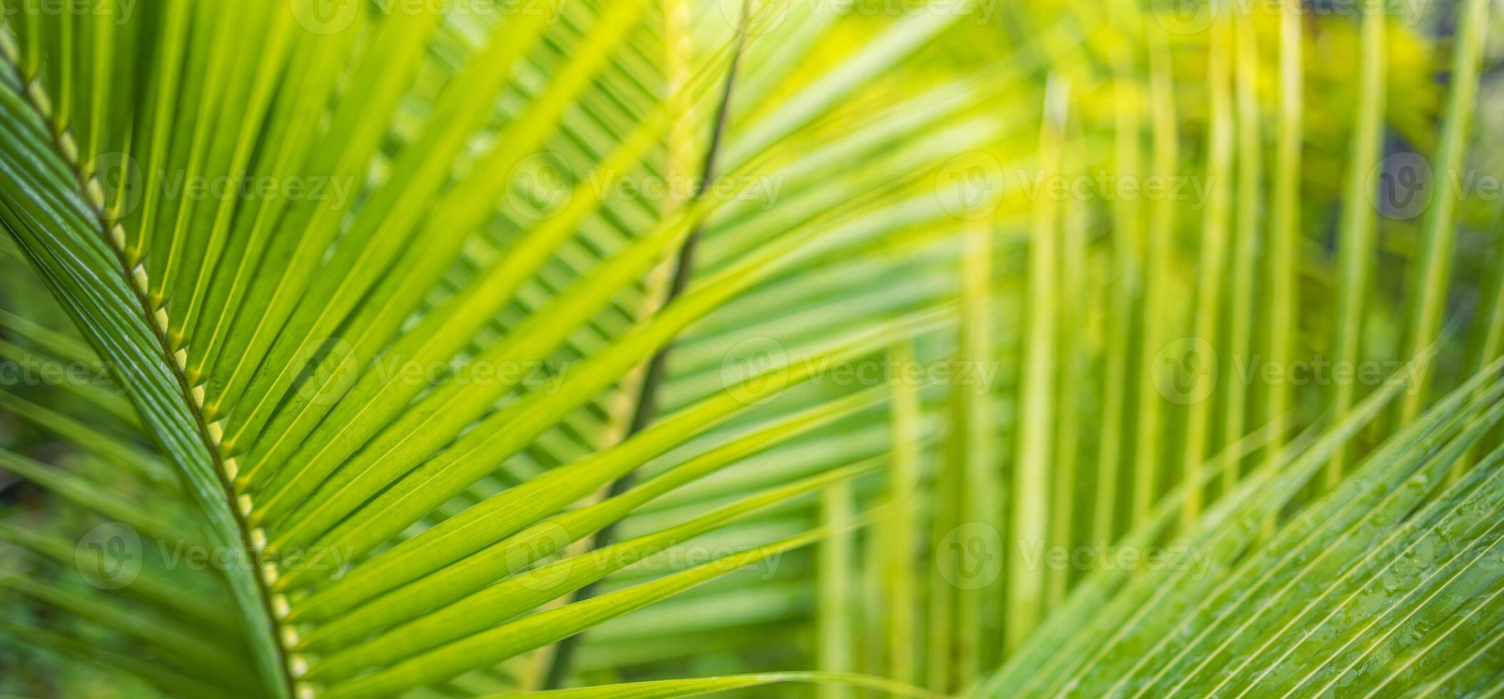 närbild tropisk handflatan blad och skuggor, exotisk abstrakt naturlig grön frodig bakgrund, mörk tona texturer. solsken trädgård parkera växt sommar lövverk panorama- baner tapet. inspirera avkopplande natur foto