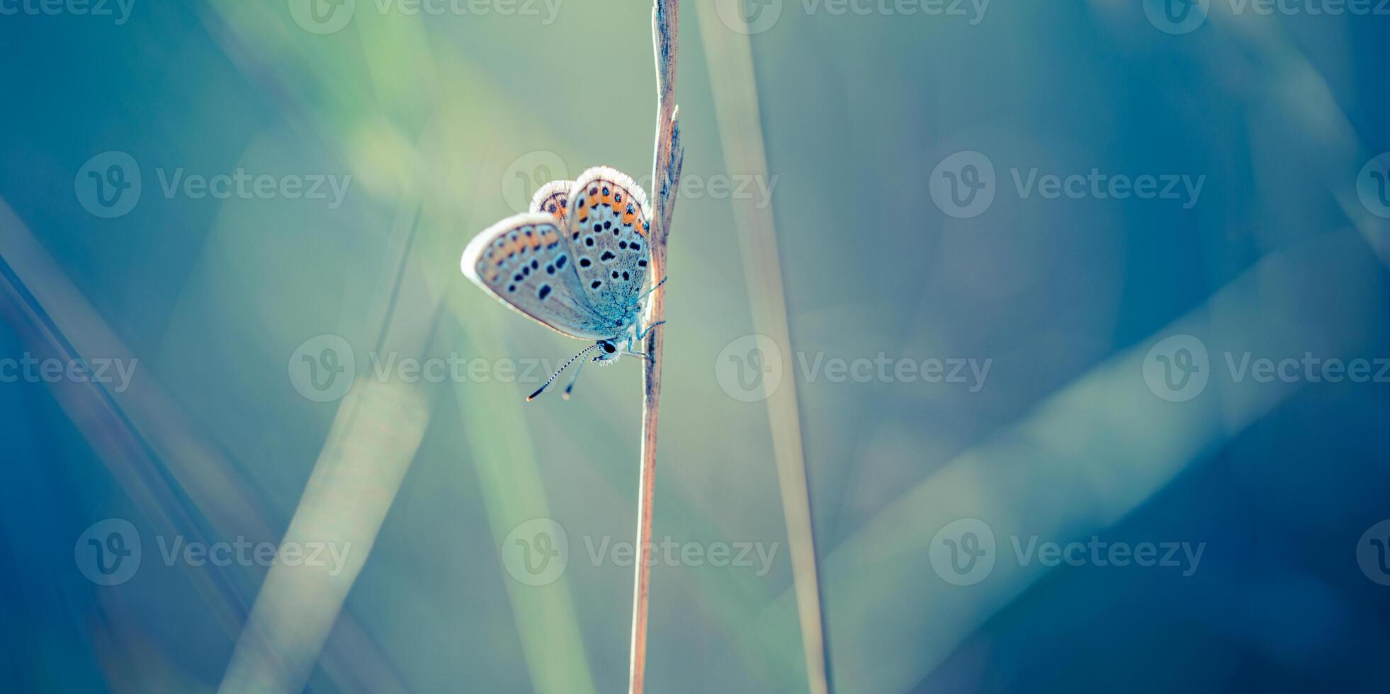 solnedgång natur äng fält med fjäril som vår sommar bakgrund begrepp. Fantastisk fantasi natur närbild. inspirera natur fredlig skön tapet design. dröm bokeh solnedgång fält foto