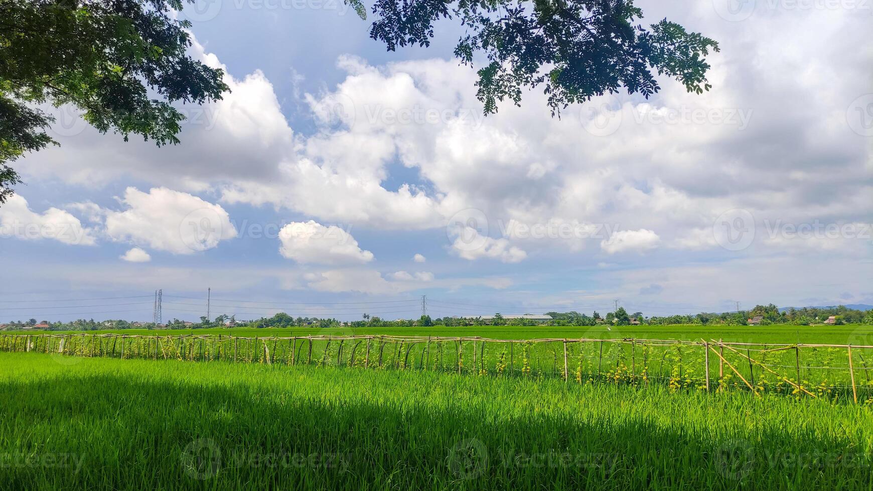 skön landskap av ris fält eller irländare fält med clouds och blå himmel foto