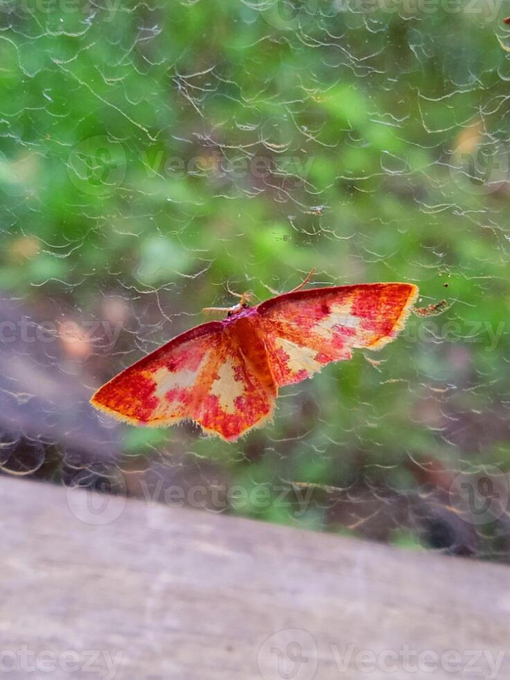 mycket liten röd fjäril perfekt reflekterad i fönster Foto