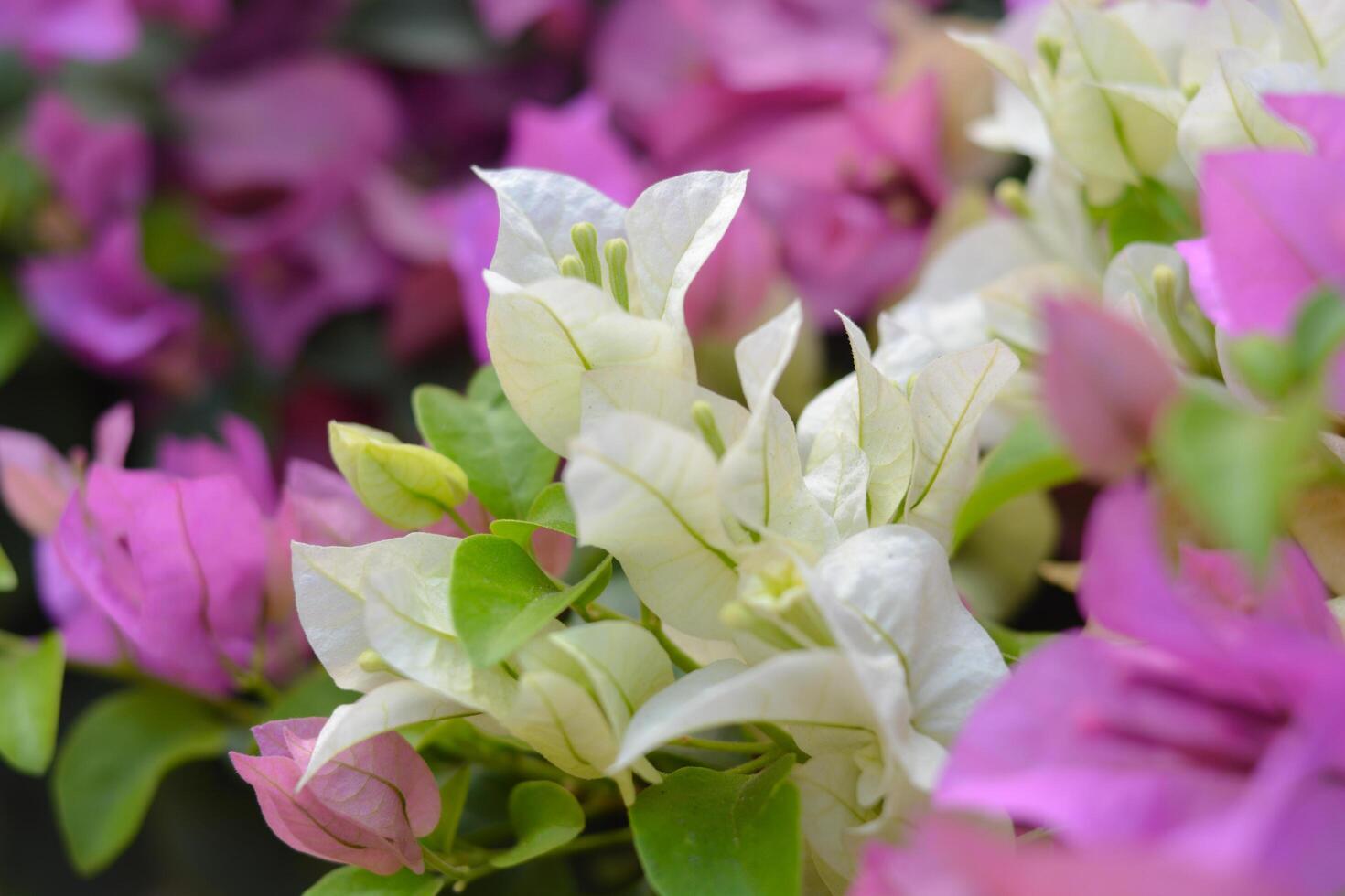 lila bougainvillea och vit foto