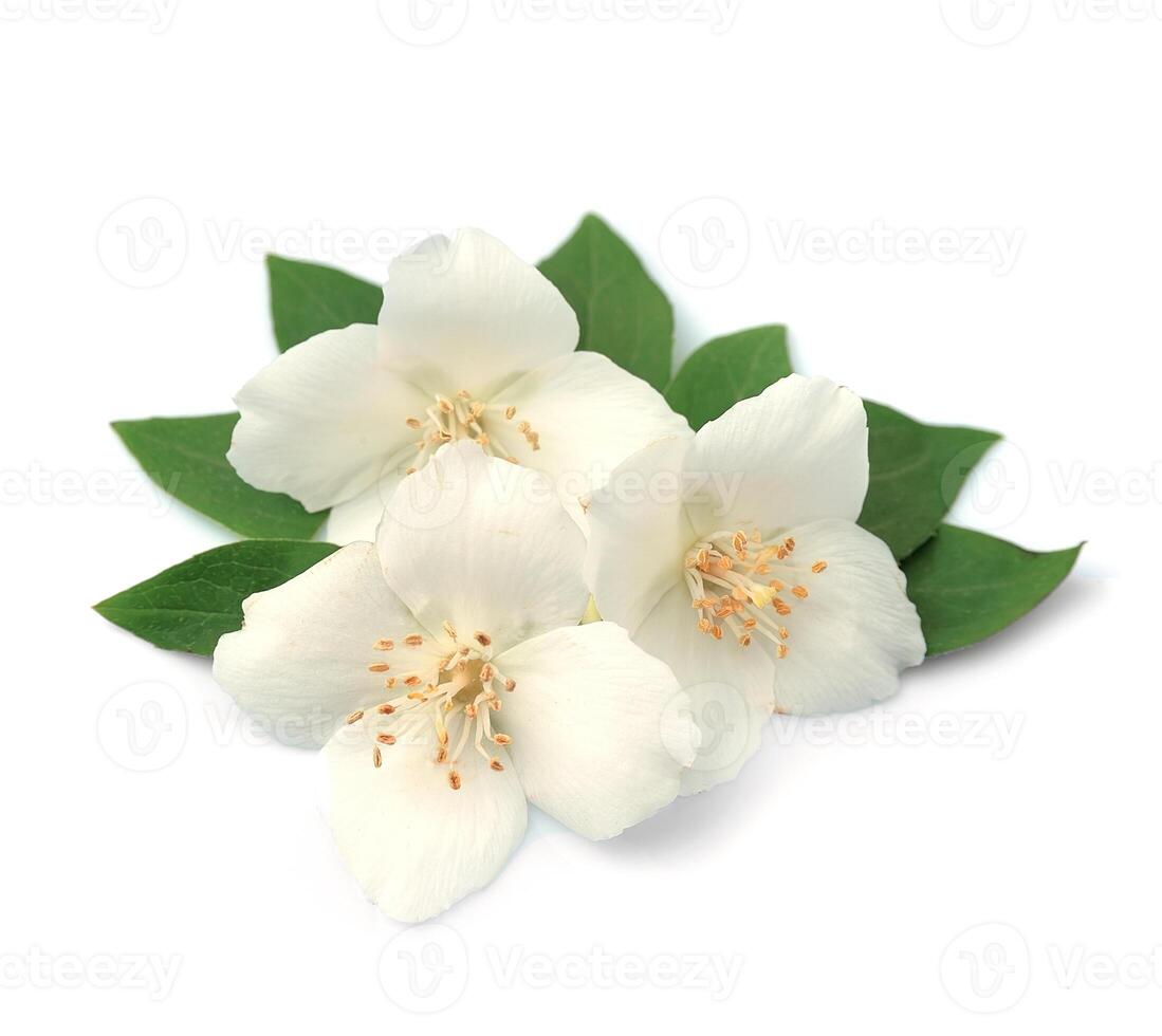 Jasmin blommor på vit bakgrunder foto
