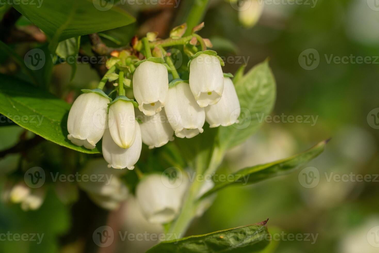 blåbär, vaccinium myrtillus foto