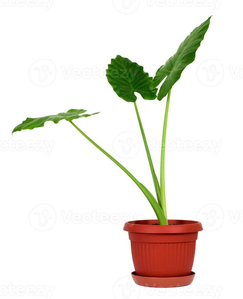 alocasia machrorhiza på vit foto