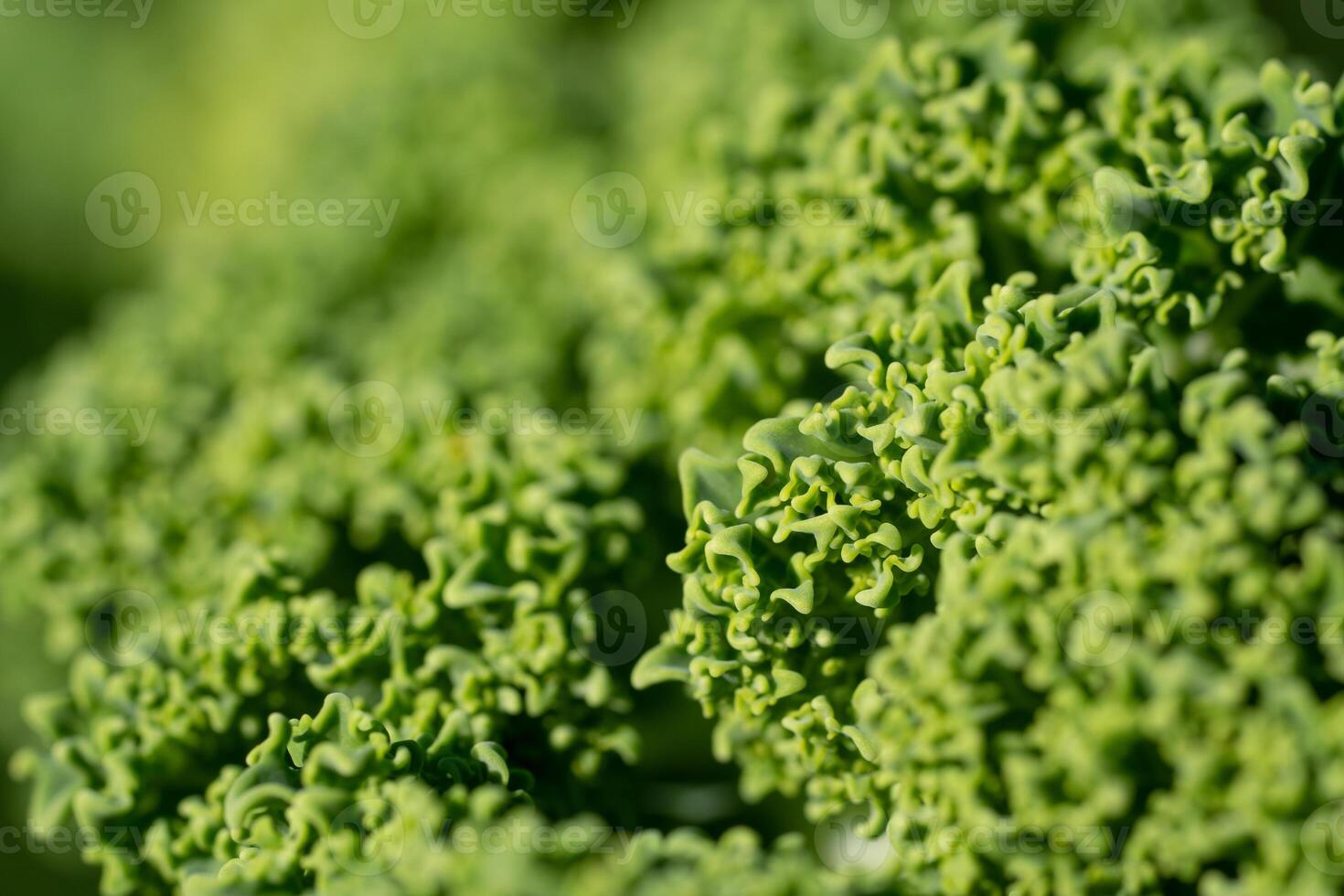 grönkål, brassica oleracea foto