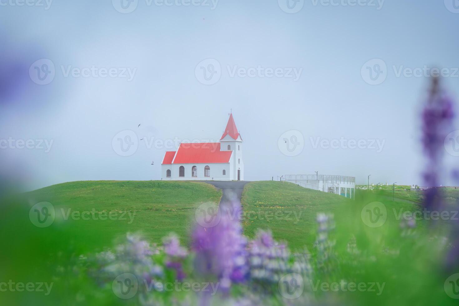 helig ingjaldsholskirkja kyrka på kulle med lupin blomma blomning i dimmig på sommar på island foto