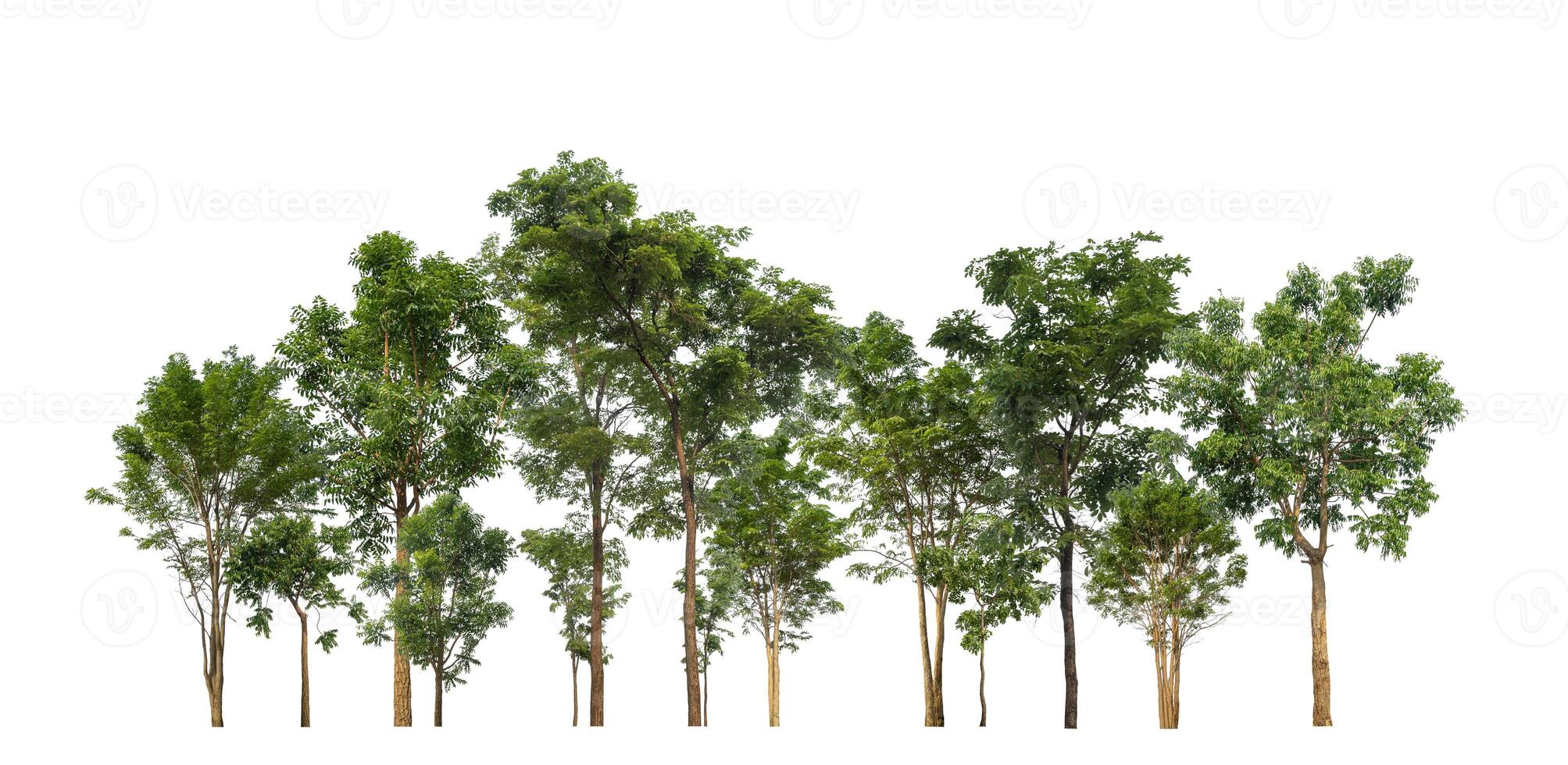 grön träd isolerat på vit bakgrund skog och sommar lövverk för både skriva ut och webb med skära väg och alfa kanal foto