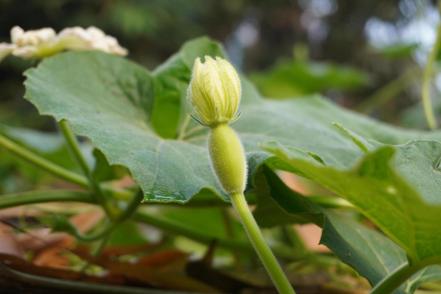 de blad mönster på vatten naturligtvis foto