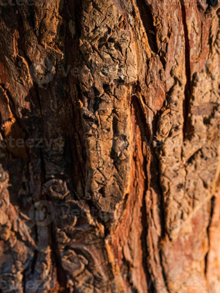 brun träd bark i de Sol textur foto