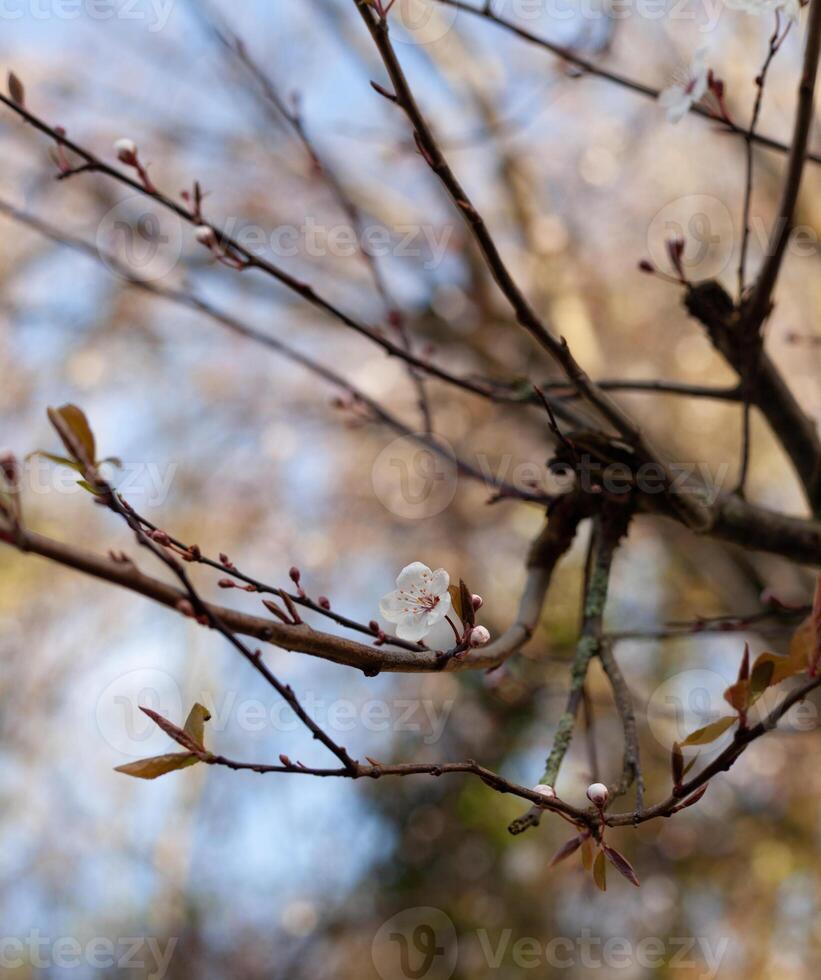 körsbär blomma i tidigt februari foto