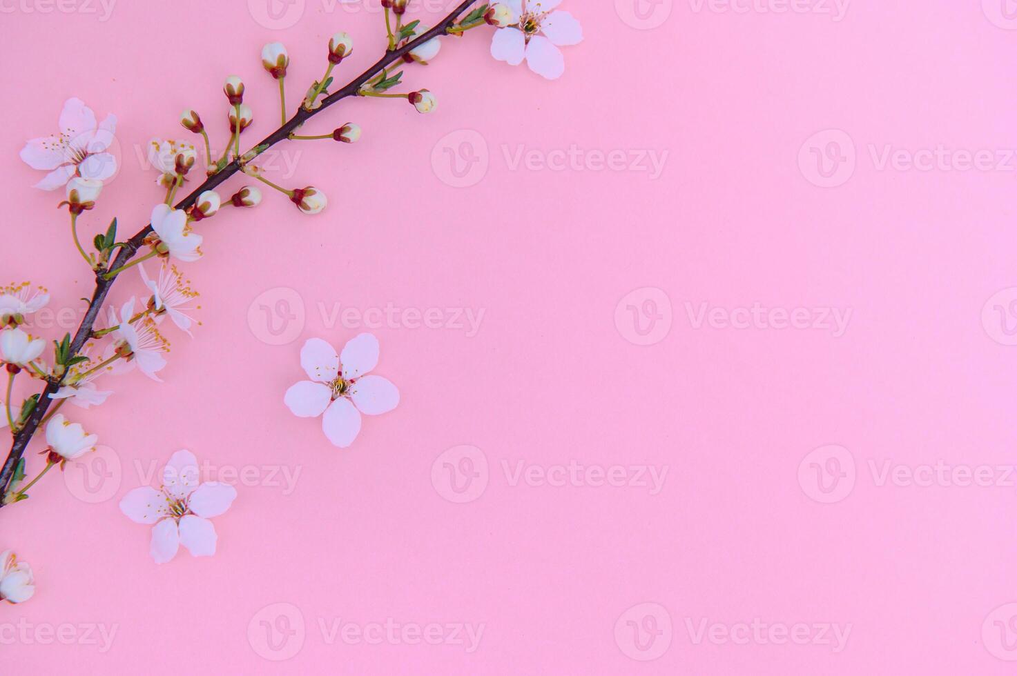 körsbär träd blomma. april blommig natur och vår sakura blomma på färgad bakgrund. baner för 8 Mars, Lycklig påsk med plats för text. springtime begrepp. topp se. platt lägga foto