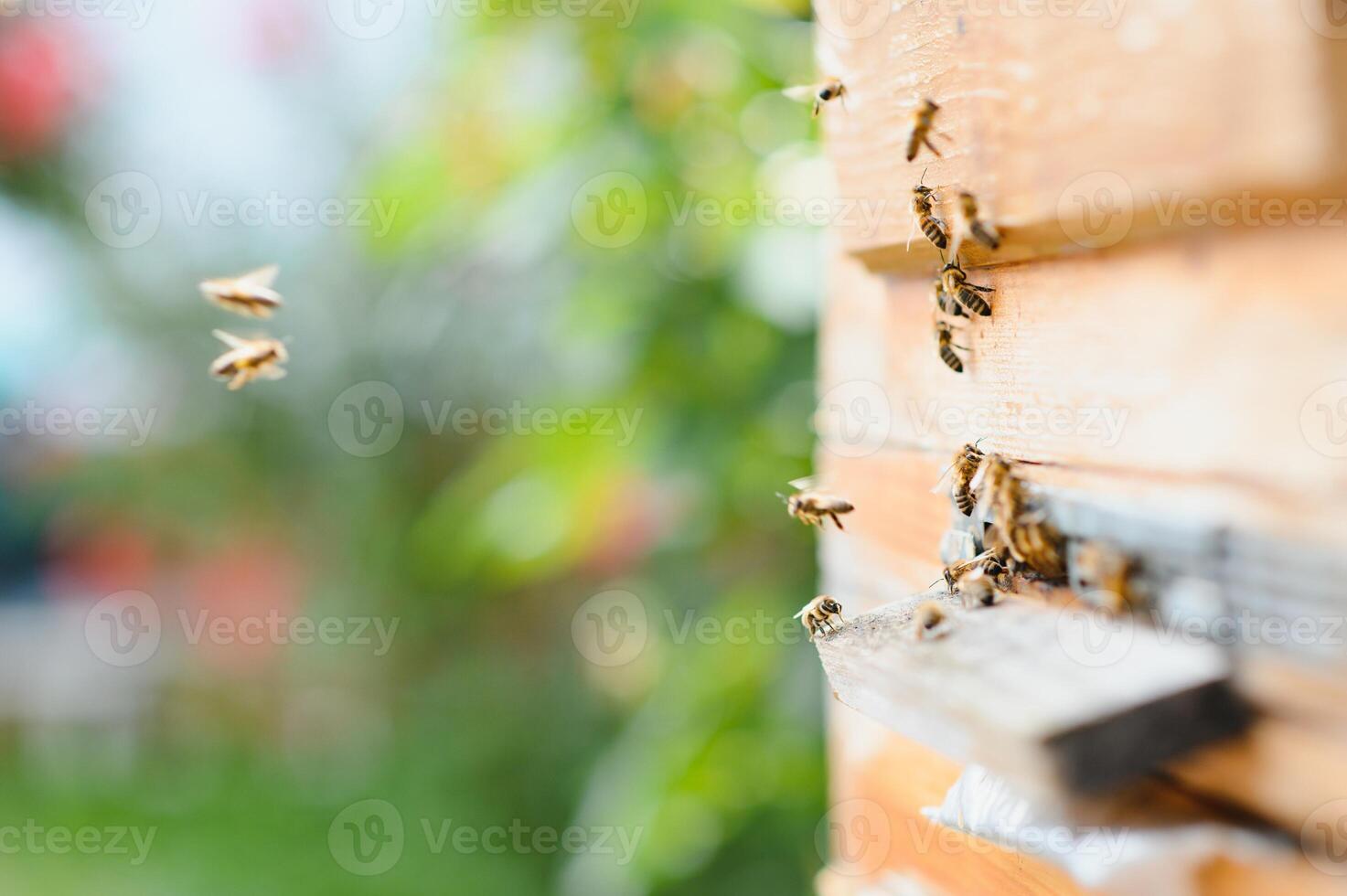 en massa av bin återvändande till bi bikupa och som förs in i bikupa med samlade in blommig nektar och blomma pollen. svärm av bin samlar nektar från blommor. friska organisk bruka honung. foto