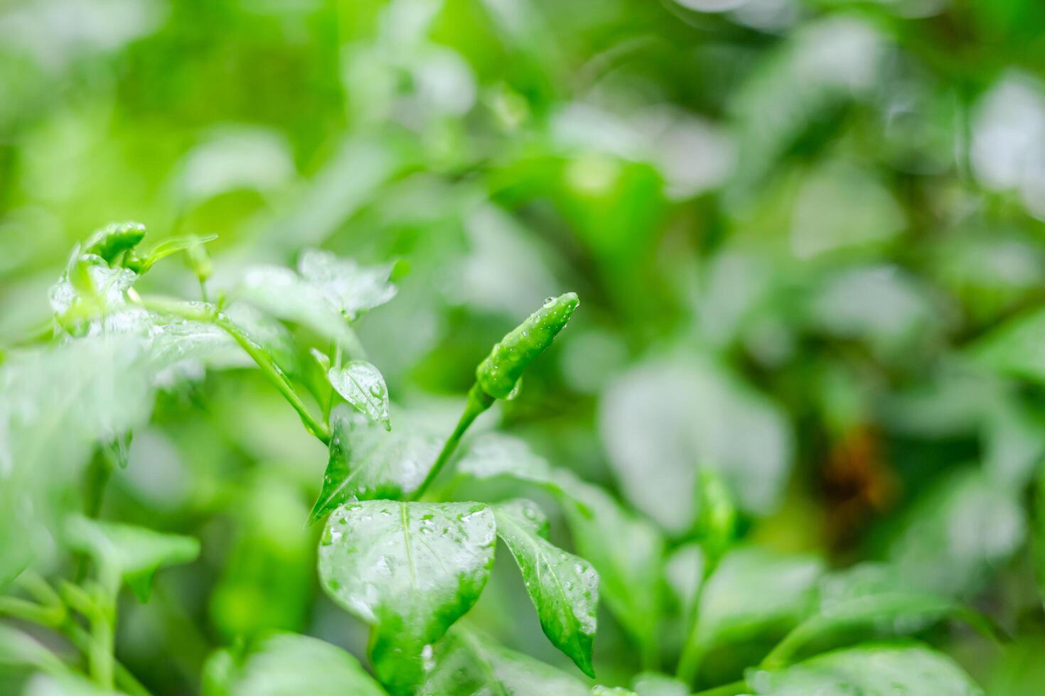 regn falls på grön chili löv foto