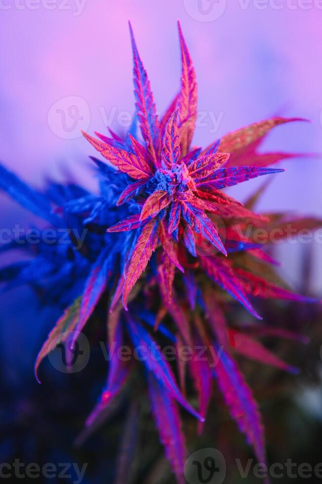 cannabis marijuana växt i vaporwave djup lila neon stil. medicinsk växt av cannabis eller hampa med blommande knoppar och ultraviolett ljus. blomning vegetativ buske med kristall trichomes foto