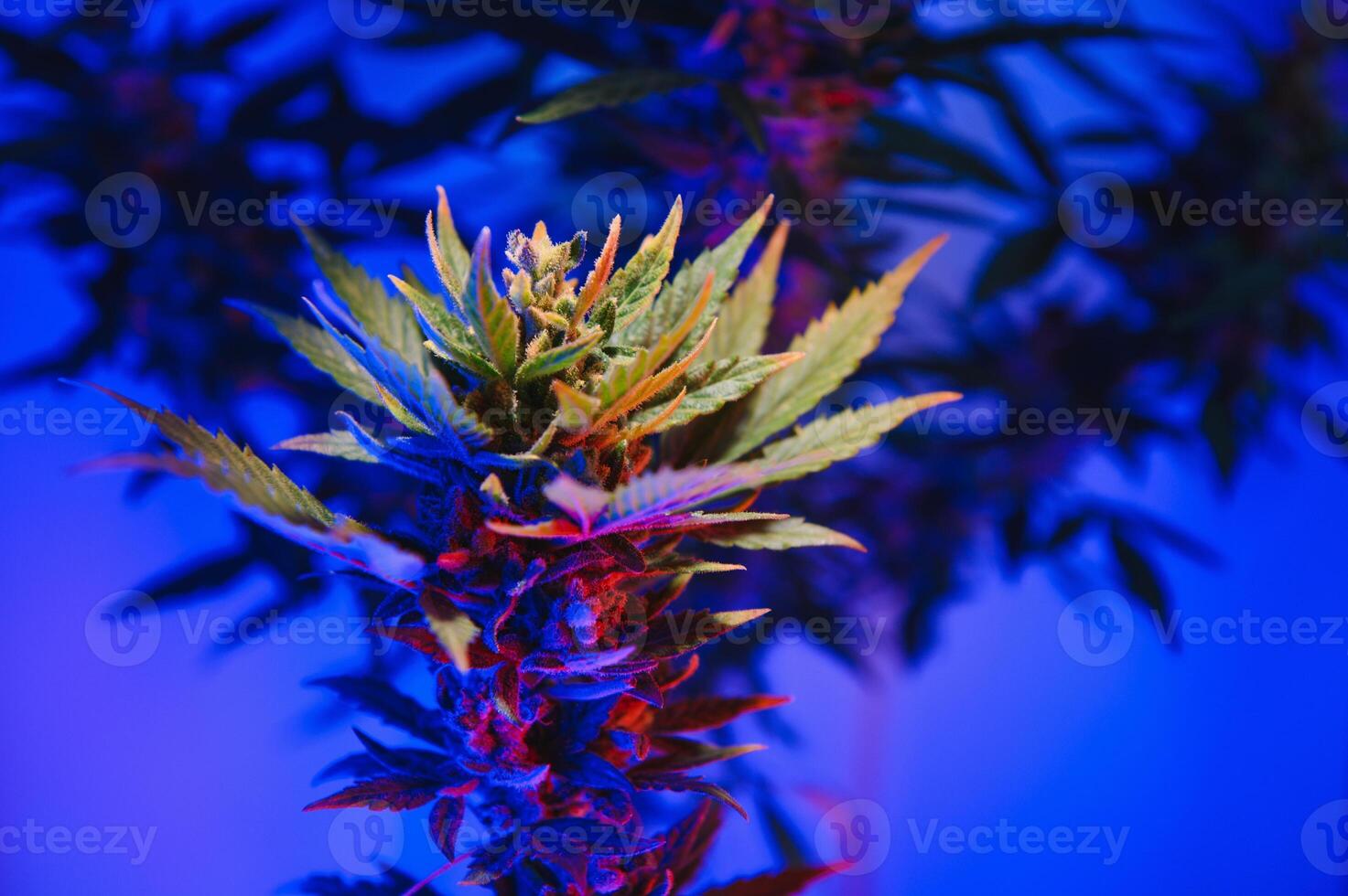 marijuana medicinsk växt i ljus pastell färger. en hampa buske med en krämig rosa lila ljus och en blå grön färgton. färsk ny se konst stil av alternativ medicinsk marijuanna i fluorescerande ljus. foto
