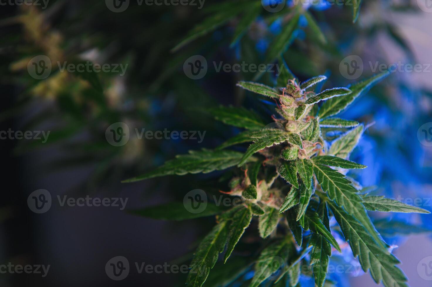 bakgrund ung skjuter av marijuana i fantastisk blå nyanser. växande organisk hampa på de odla. tapet av marijuana. Rättslig hampa odling foto