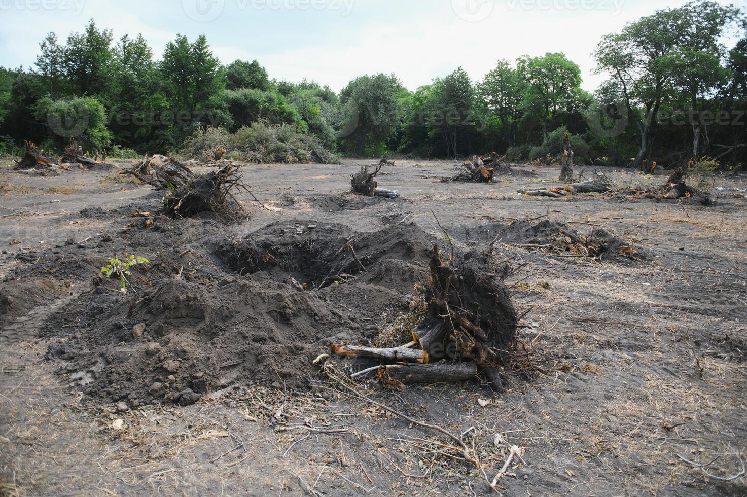 avskogning miljö- problem, regn skog förstörd för olja handflatan plantager foto