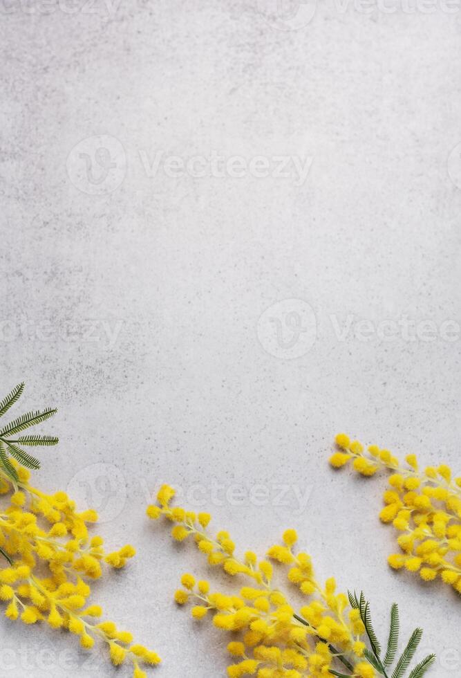 färsk gul mimosa blommor anordnad på de hörn av en ljus grå bakgrund foto