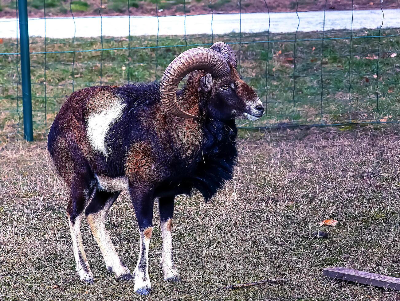 europeisk mouflon ovis orientalis i de barnkammare av de jordbruks universitet i nitra, slovakien. foto