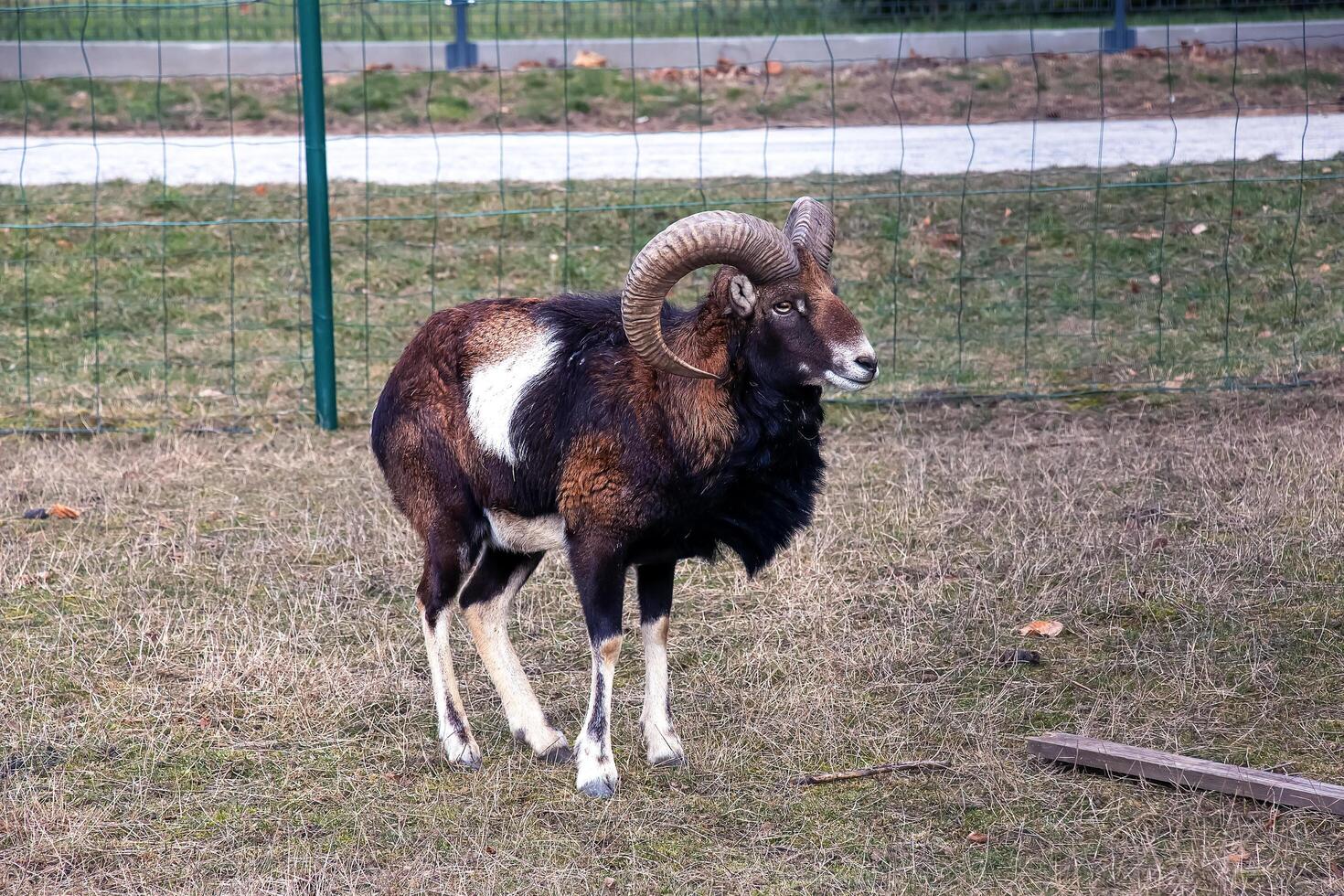 europeisk mouflon ovis orientalis i de barnkammare av de jordbruks universitet i nitra, slovakien. foto