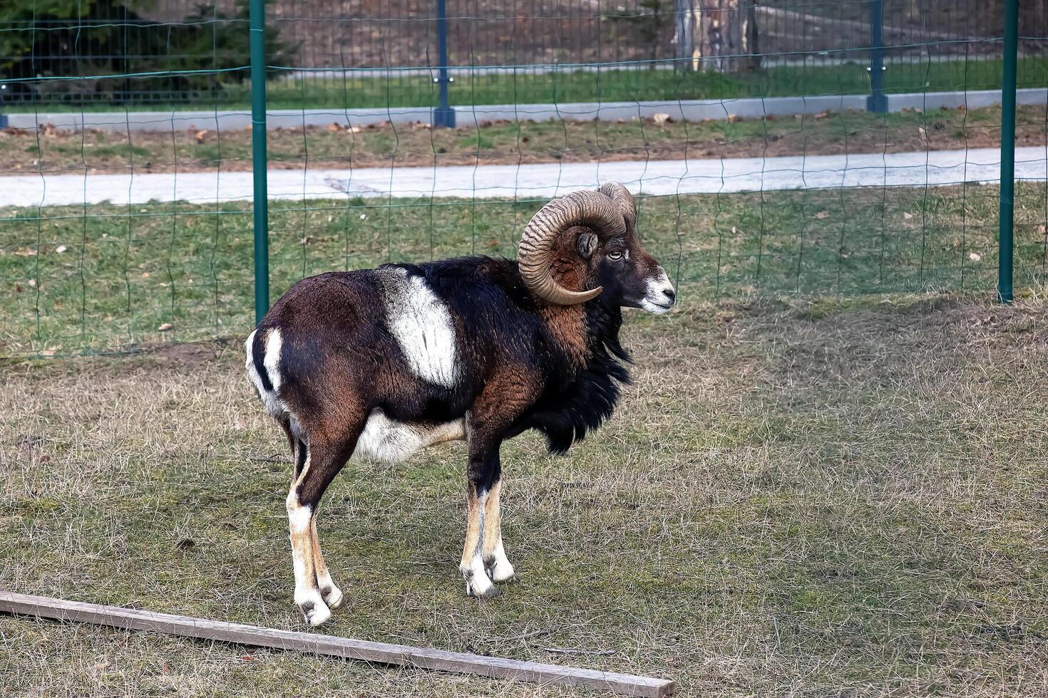 europeisk mouflon ovis orientalis i de barnkammare av de jordbruks universitet i nitra, slovakien. foto