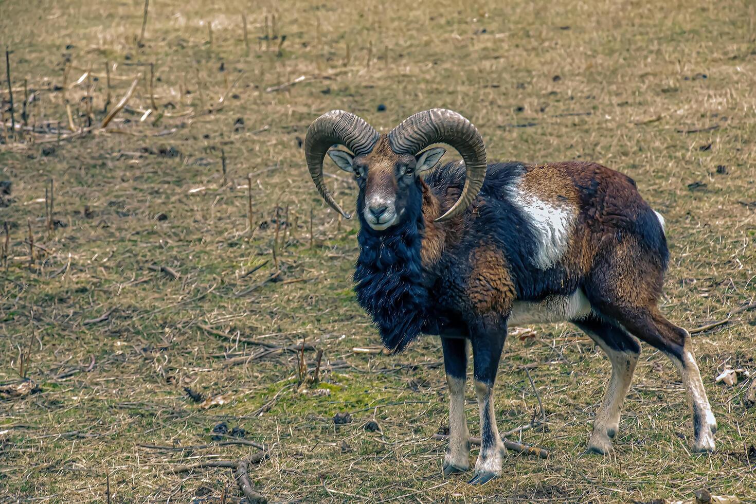 europeisk mouflon ovis orientalis i de barnkammare av de jordbruks universitet i nitra, slovakien. foto