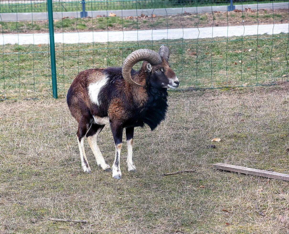 europeisk mouflon ovis orientalis i de barnkammare av de jordbruks universitet i nitra, slovakien. foto