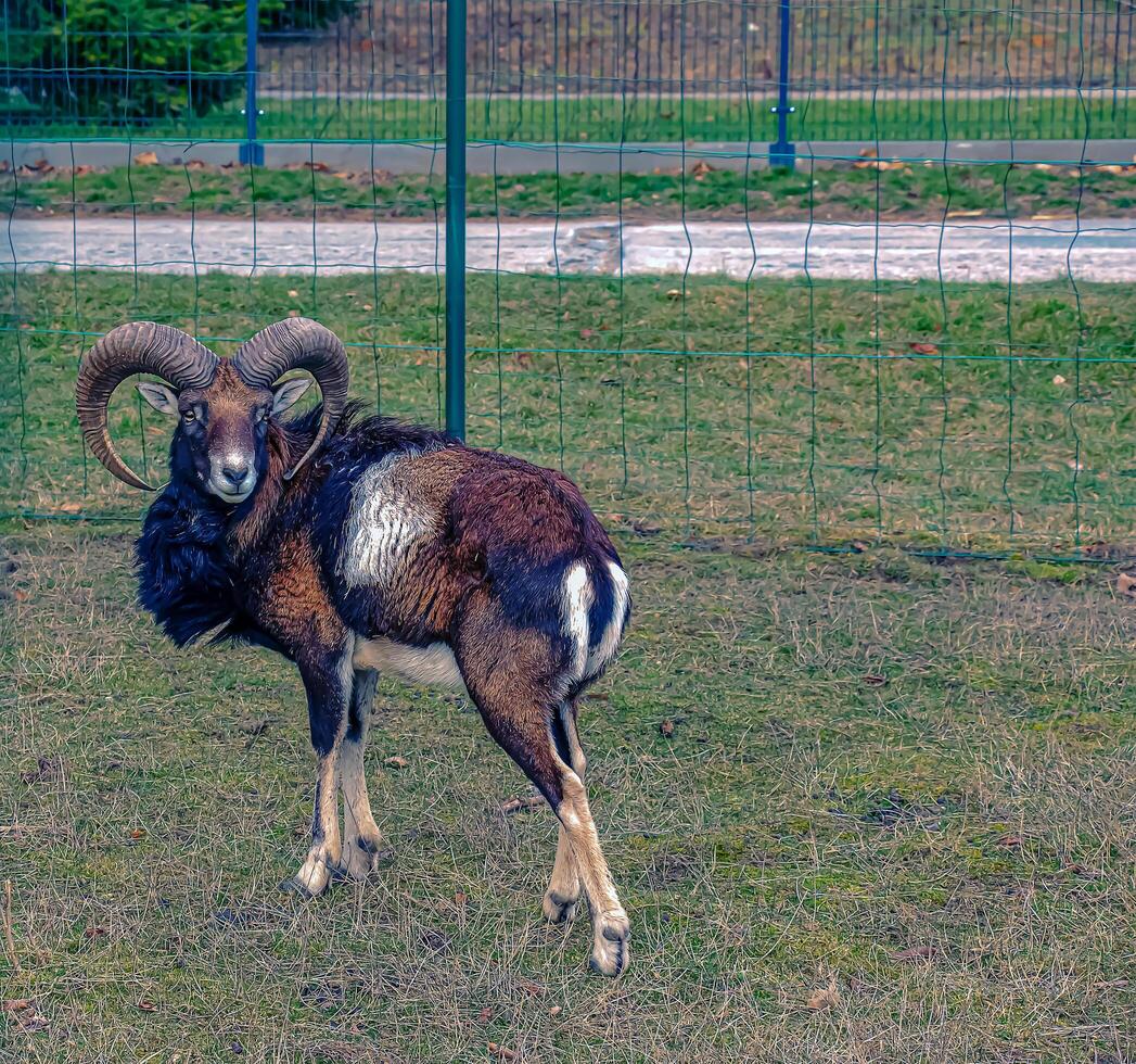 europeisk mouflon ovis orientalis i de barnkammare av de jordbruks universitet i nitra, slovakien. foto