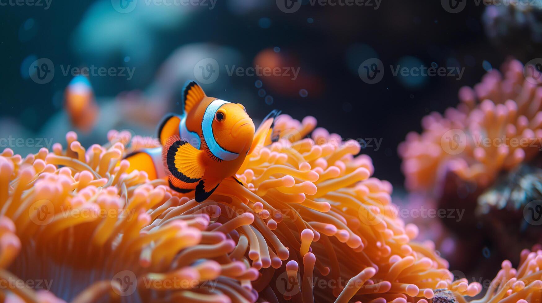 ai genererad under vattnet scen, flera olika clown fisk simning i anemon korall rev, symbios begrepp, fisk känd också som nemo foto