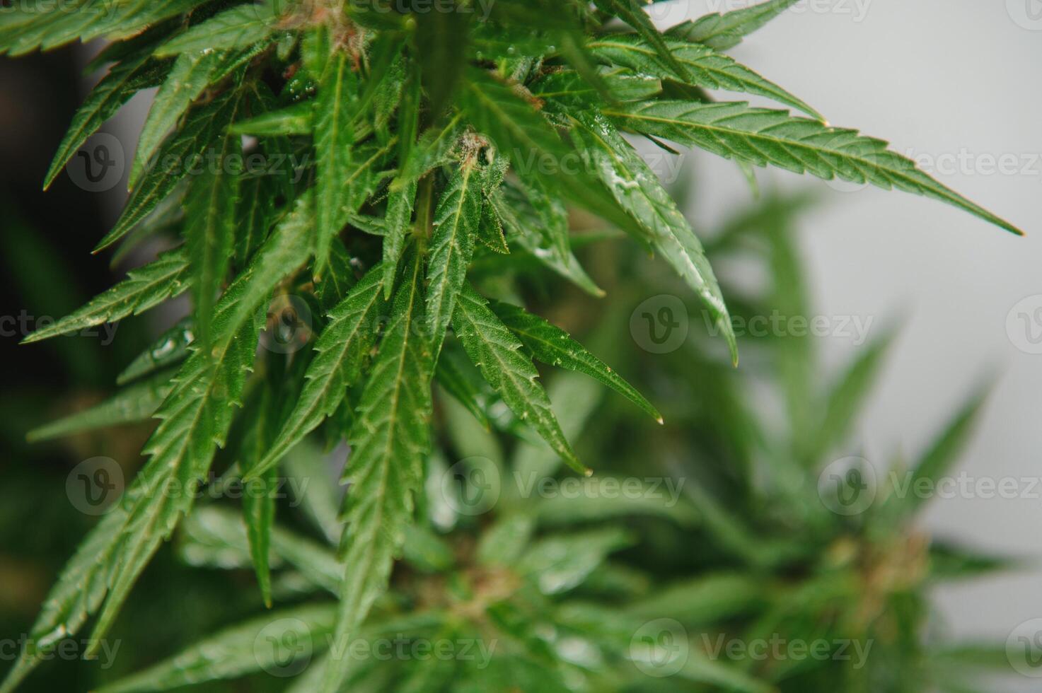 blomma knopp av cannabis satival i de växthus, marijuana blomma knopp bakgrund, ört- medicin foto