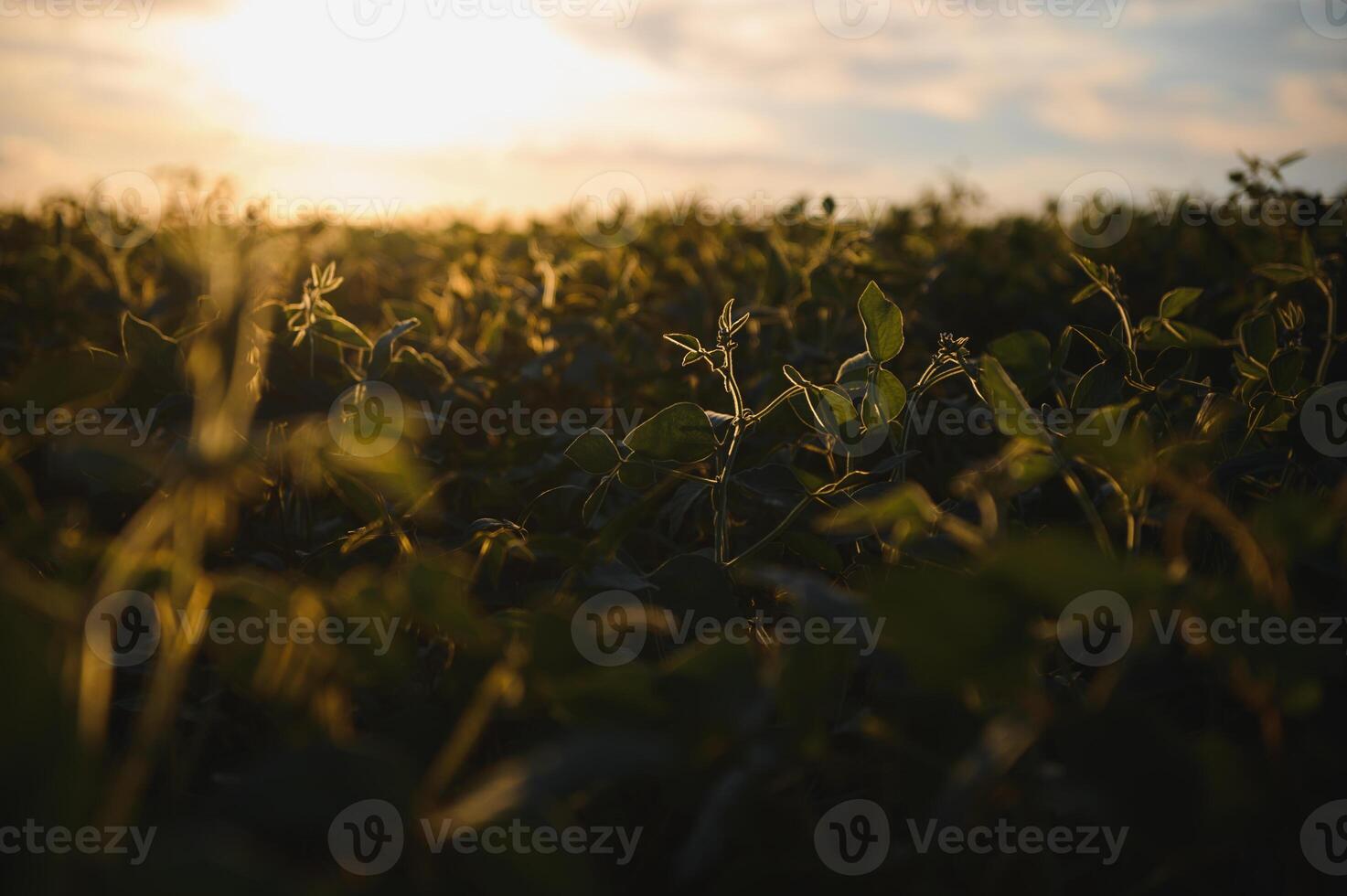 sojaböna fält, grön fält, lantbruk landskap, fält av sojaböna på en solnedgång himmel bakgrund foto