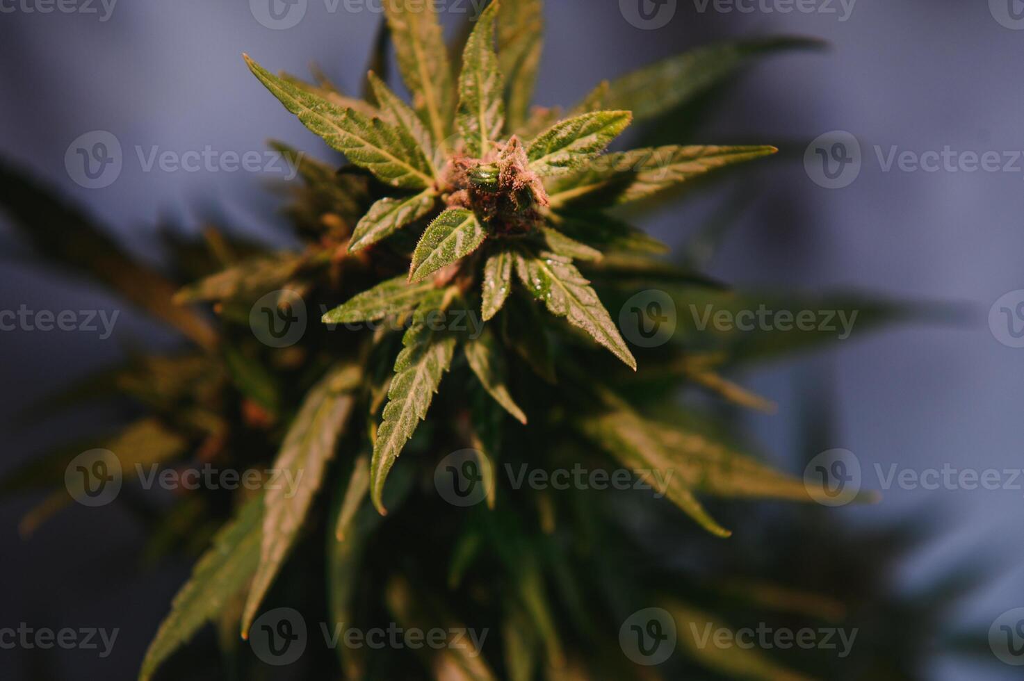 marijuana knopp närbild , marijuana makro foto