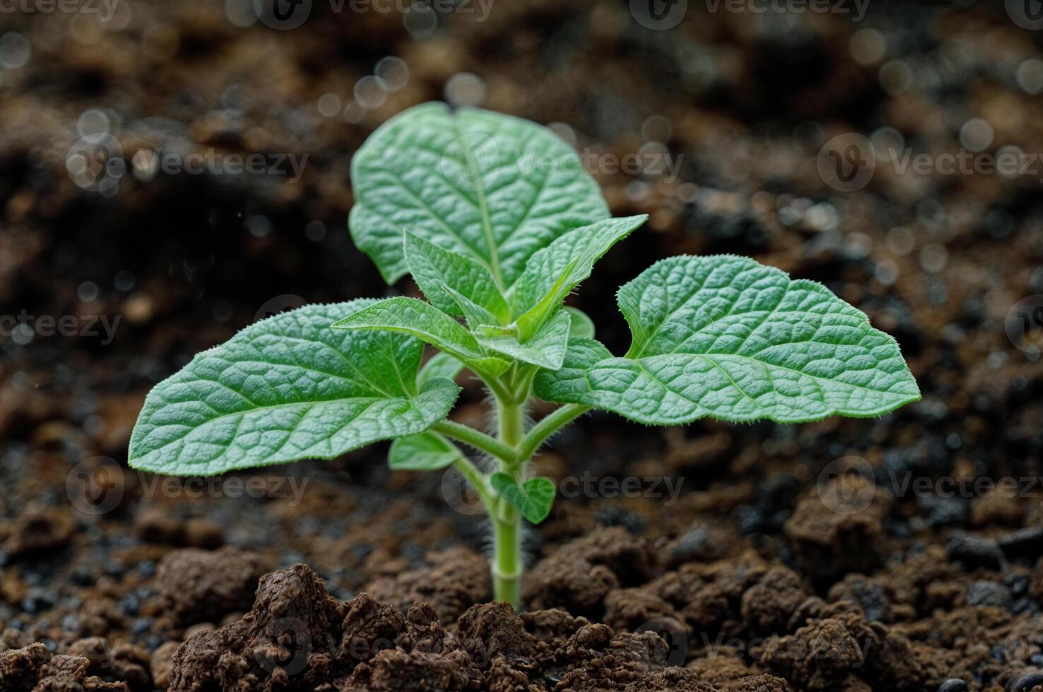 ai genererad anbud groddar av gurka växande på jord. närbild ung växt plantor. mjuk selektiv fokus foto